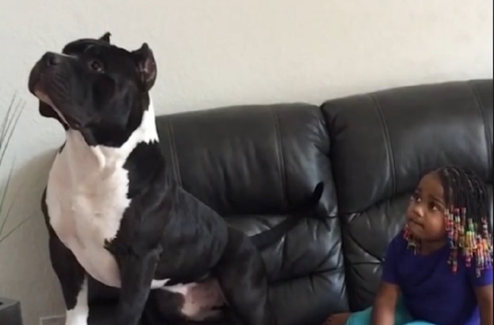 VIDEO Nismo sigurni tko više voli gledati TV - djevojčica ili pit bull?